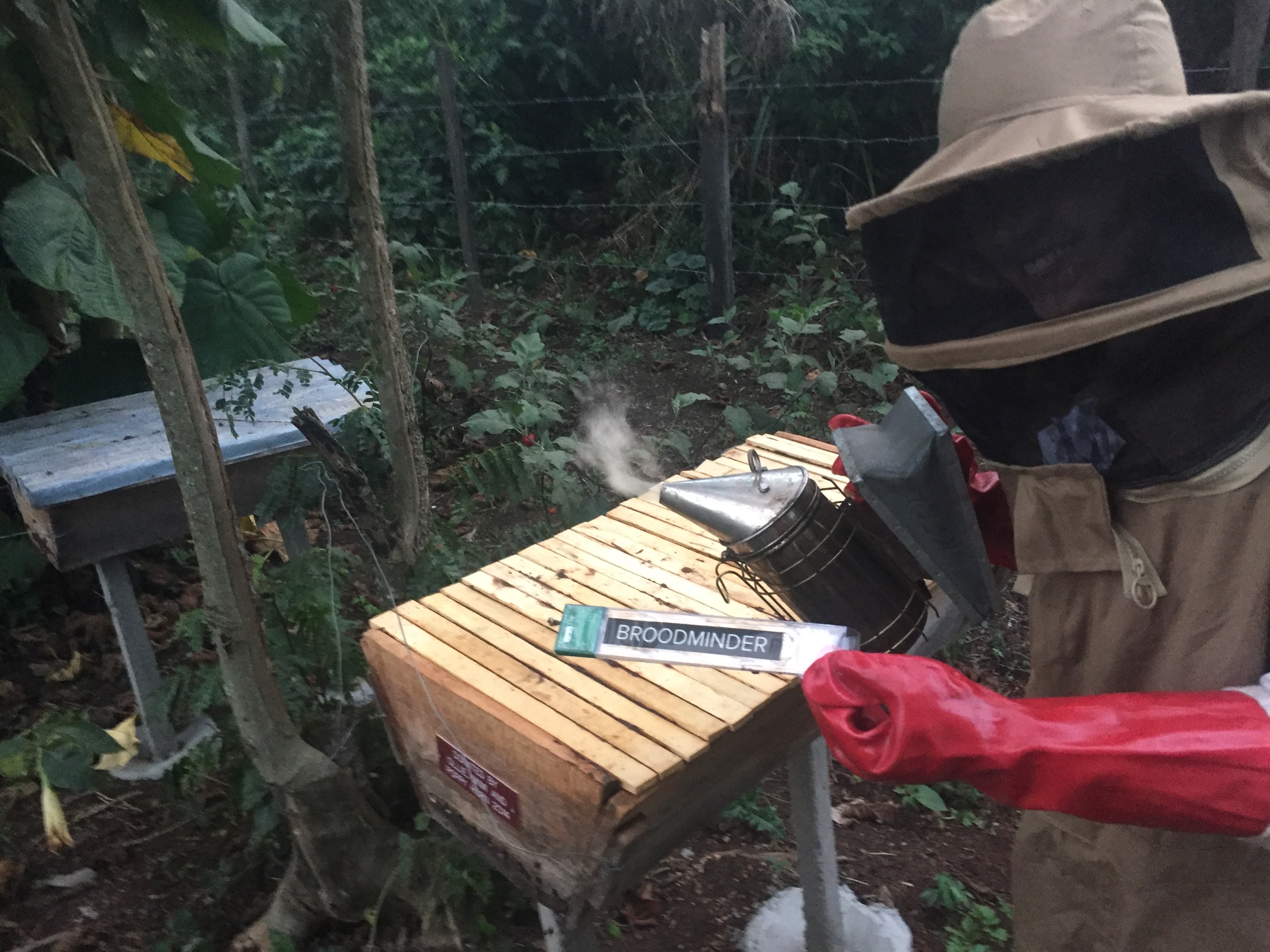 Pictured is Scout weilding a 'Broodminder' device, which she helped beekeepers to install to enhance apiary management during her internship with the Kasiisi Project. These devices automatically collect temperature and humidity data from beehives at regular time intervals, and this data can be retrieved simply via Bluetooth-enabled cellular decives